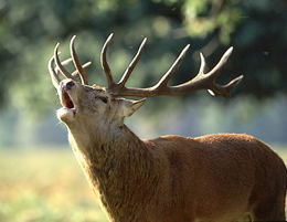 Un cerf