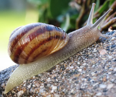 Un escargot !