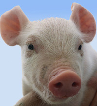 Un porcelet