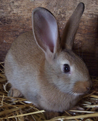 Un lapin