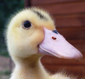 Le canard cancane