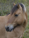 Le cheval hennit