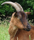 La chèvre béguète