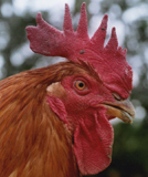 Le chant du coq