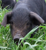 Le porcelet grogne