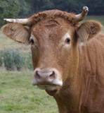 La vache meugle