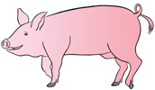 Un porc rose !