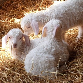 Mohair du Pastel