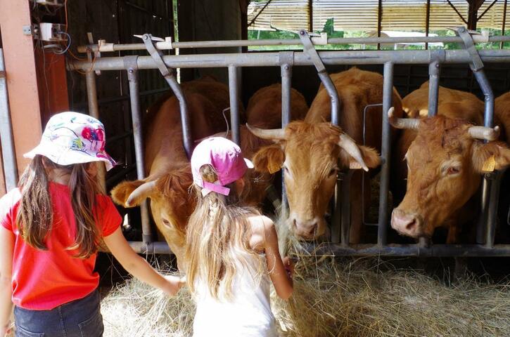 vaches-et-enfants.jpg