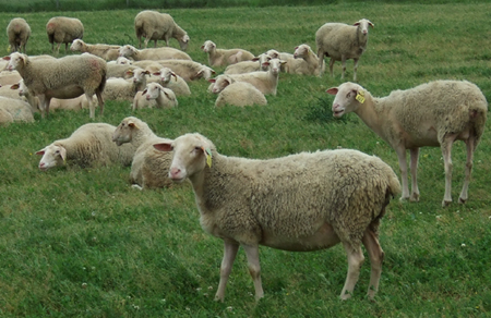  Carine et Félix BOSSUT