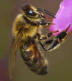 Le bourdonnement de l'abeille