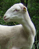 Le mouton bêle