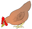 poule