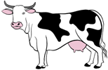 Une vache laitière