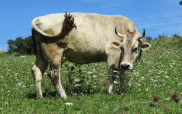 Luz Photo vache