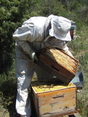 magrie abeilles