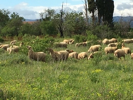 Bergerie Amandiers pré