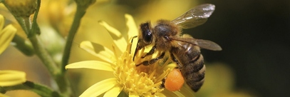Miellerie Clauses abeille