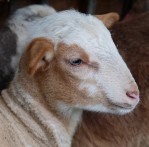 jeune agneau dans la bergerie