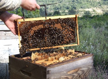 Des abeilles et du miel des Corbières !