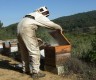 l'ouverture de la ruche nécessite quelques précautions