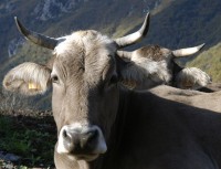 vache brune laprade dsc0007 reduit
