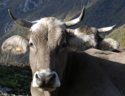 vache Brune des Alpes