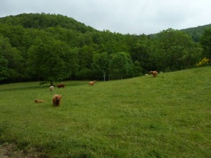vaches P L R 2016
